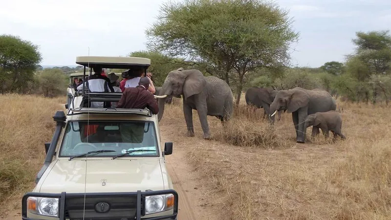 17-Day Wildlife Safari with Chimps and Beaches - Tanzania safari gallery image