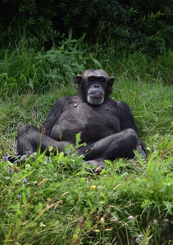 17-Day Wildlife Safari with Chimps and Beaches - Tanzania safari gallery image