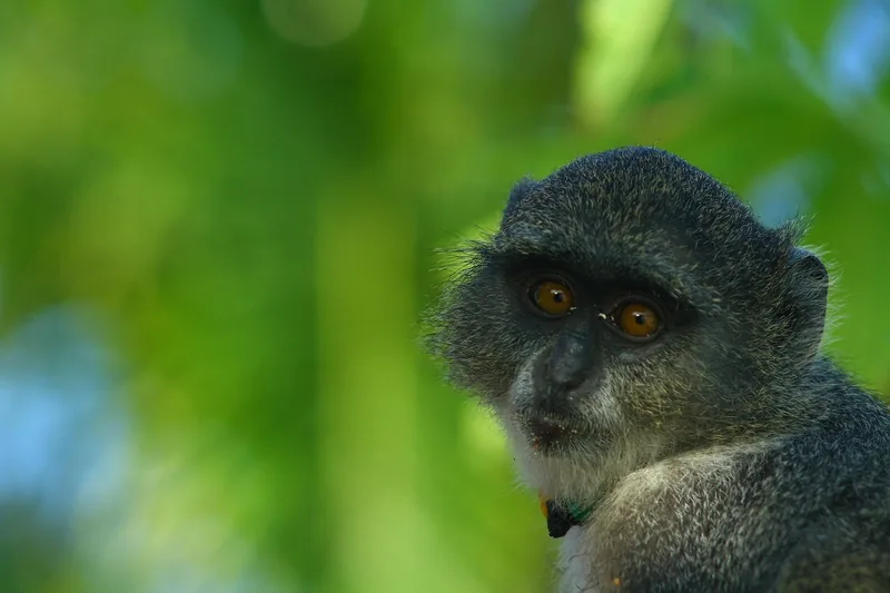 14-Day Mount Meru, Northern Safari & Zanzibar Beach - Tanzania safari gallery image