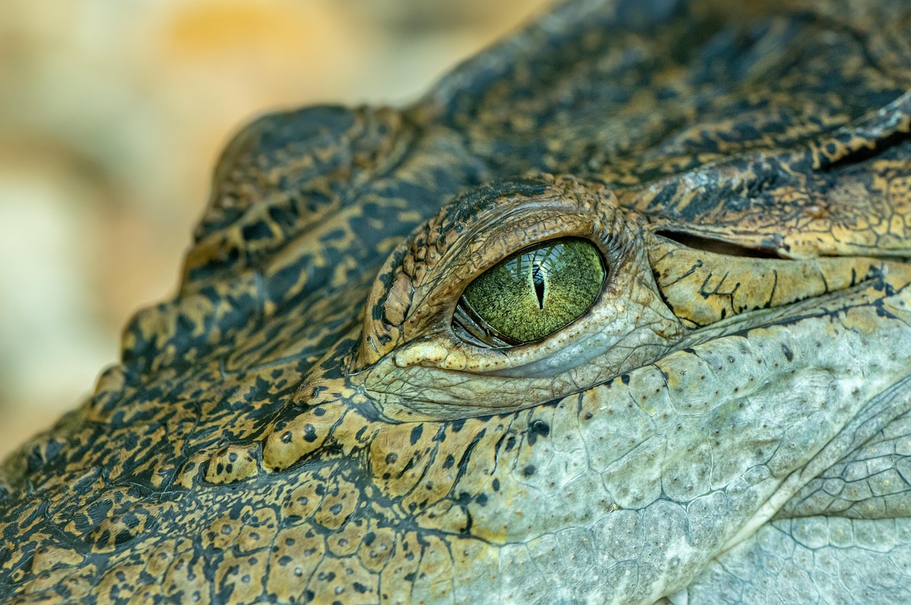 14-Day The Best Taste of Wildlife Culture and Beach - TANZANIA SAFARI gallery image