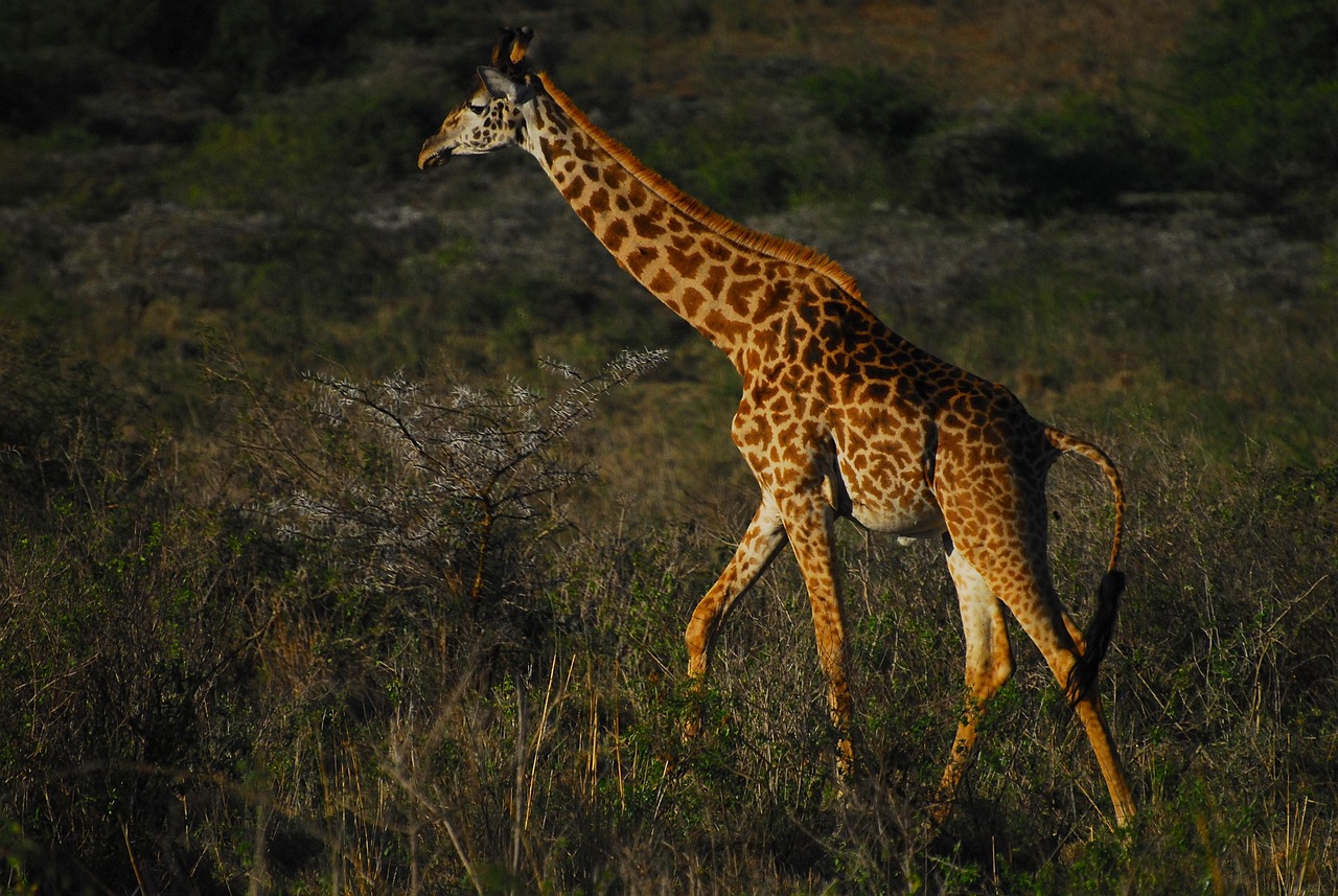 14-Day East Africa Trip Uganda Kenya Tanzania & Zanzibar - Tanzania safari gallery image