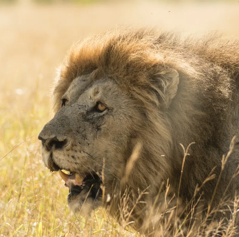 14-Day East Africa Trip Uganda Kenya Tanzania & Zanzibar - Tanzania safari