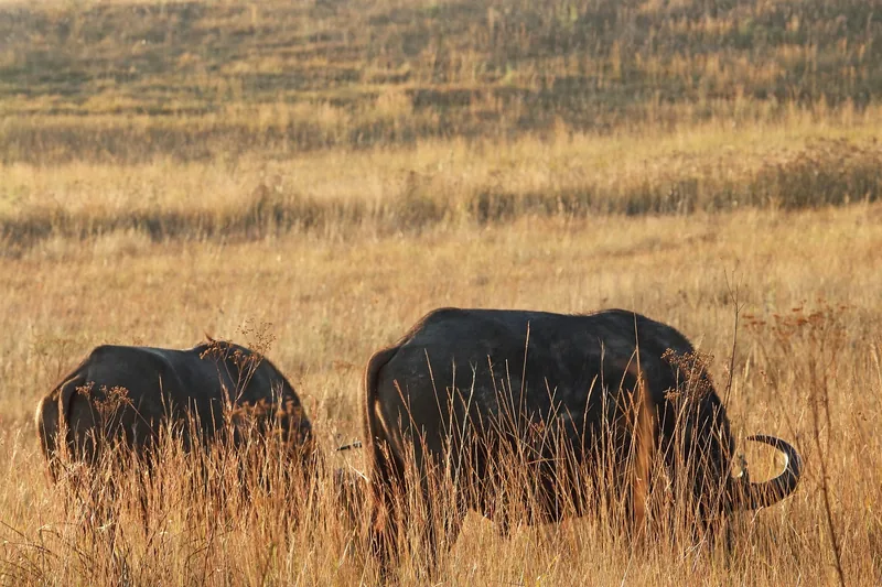 1-Day Zanzibar to Nyerere NP (Selous GR) Flying Package - Tanzania safari gallery image