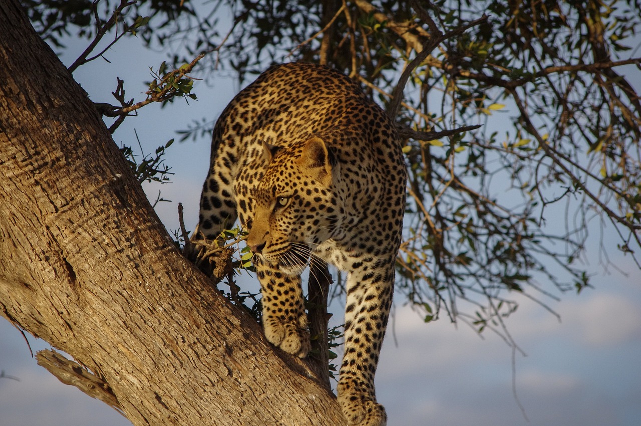 1-Day Mikumi Safari (Great Adventure) Fly in Safari gallery image