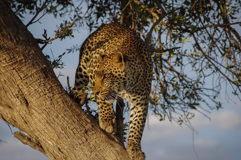 1-Day Mikumi Safari (Great Adventure) Fly in Safari