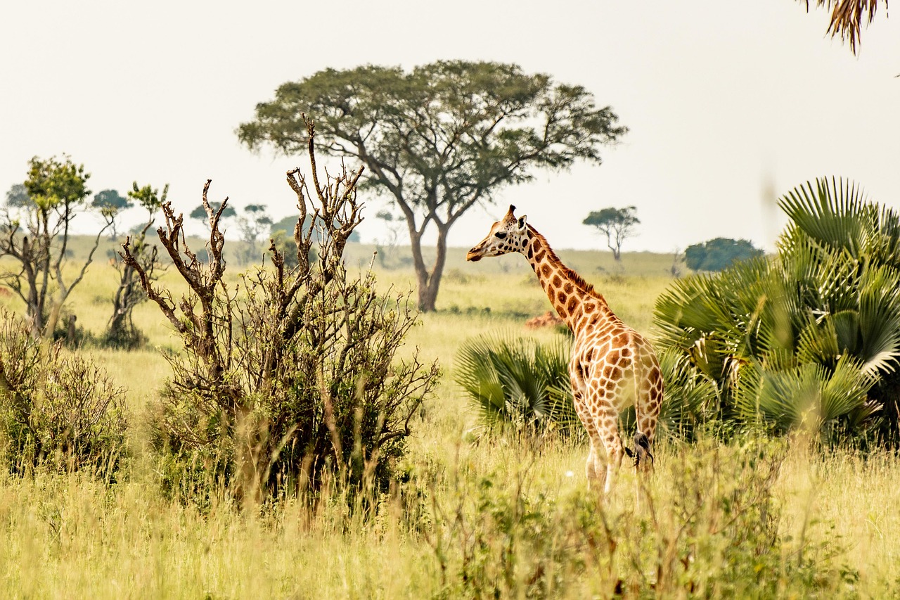 1-Day Mikumi Safari (Great Adventure) Fly in Safari gallery image