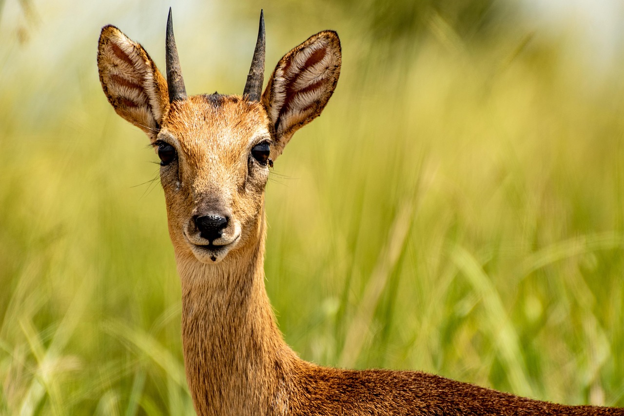 1-Day Mikumi Safari (Great Adventure) Fly in Safari gallery image