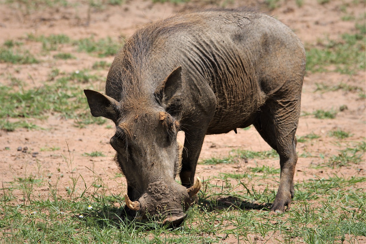 1-Day Mikumi Safari (Great Adventure) Fly in Safari gallery image