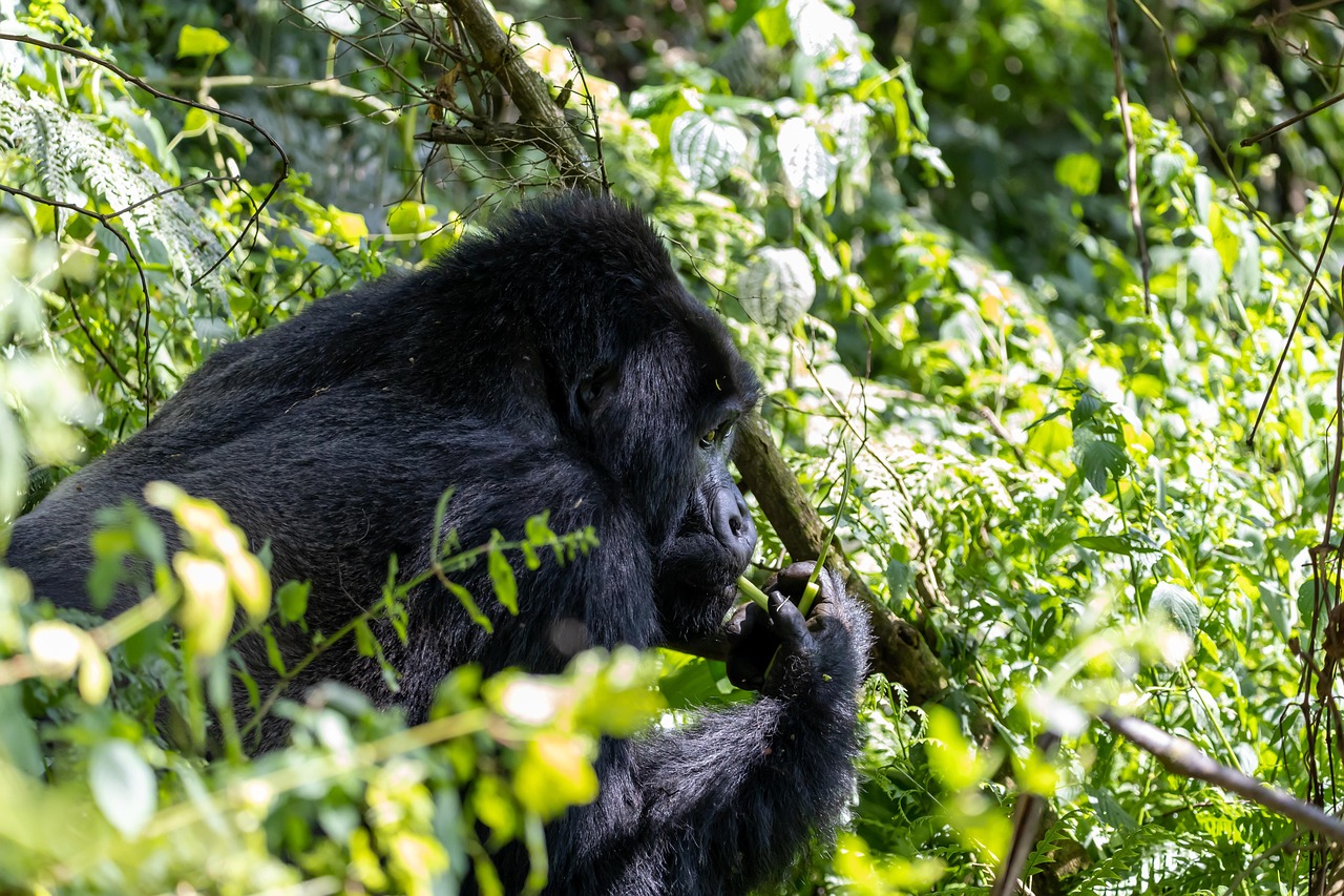 1-Day Uganda Gorilla Experience - Rwanda safari gallery image