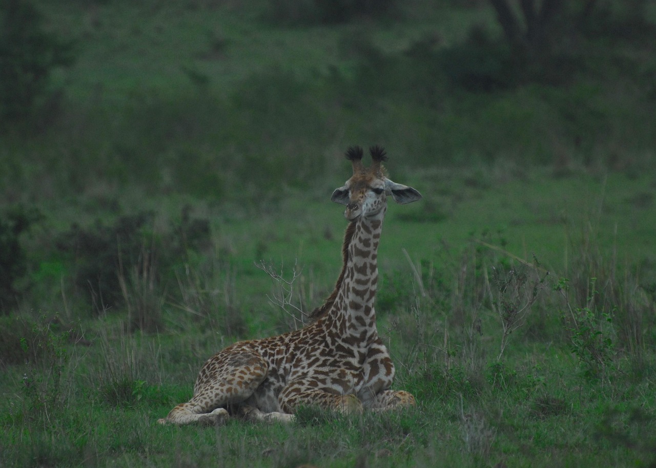 1-Day Tarangire National Park Tour from Arusha Town gallery image