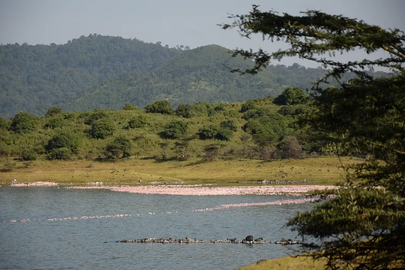 Best 1-Day Arusha National Park Safari Experience from Arusha gallery image