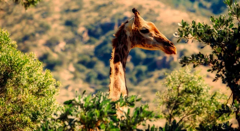 Arusha National Park Day Safari Giraffes Zebras & Mount Meru Views gallery image