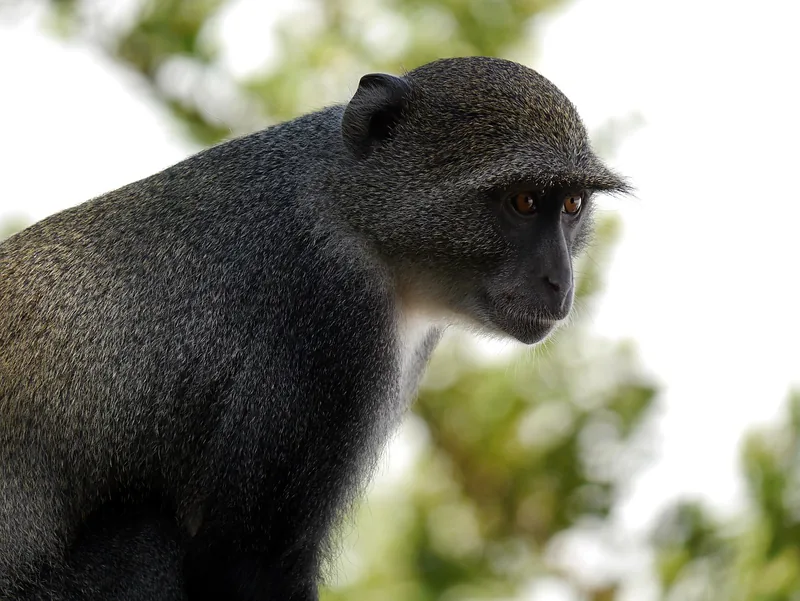 1-Day Golden Monkey Trekking in Volcanoes National Park - Rwanda safari