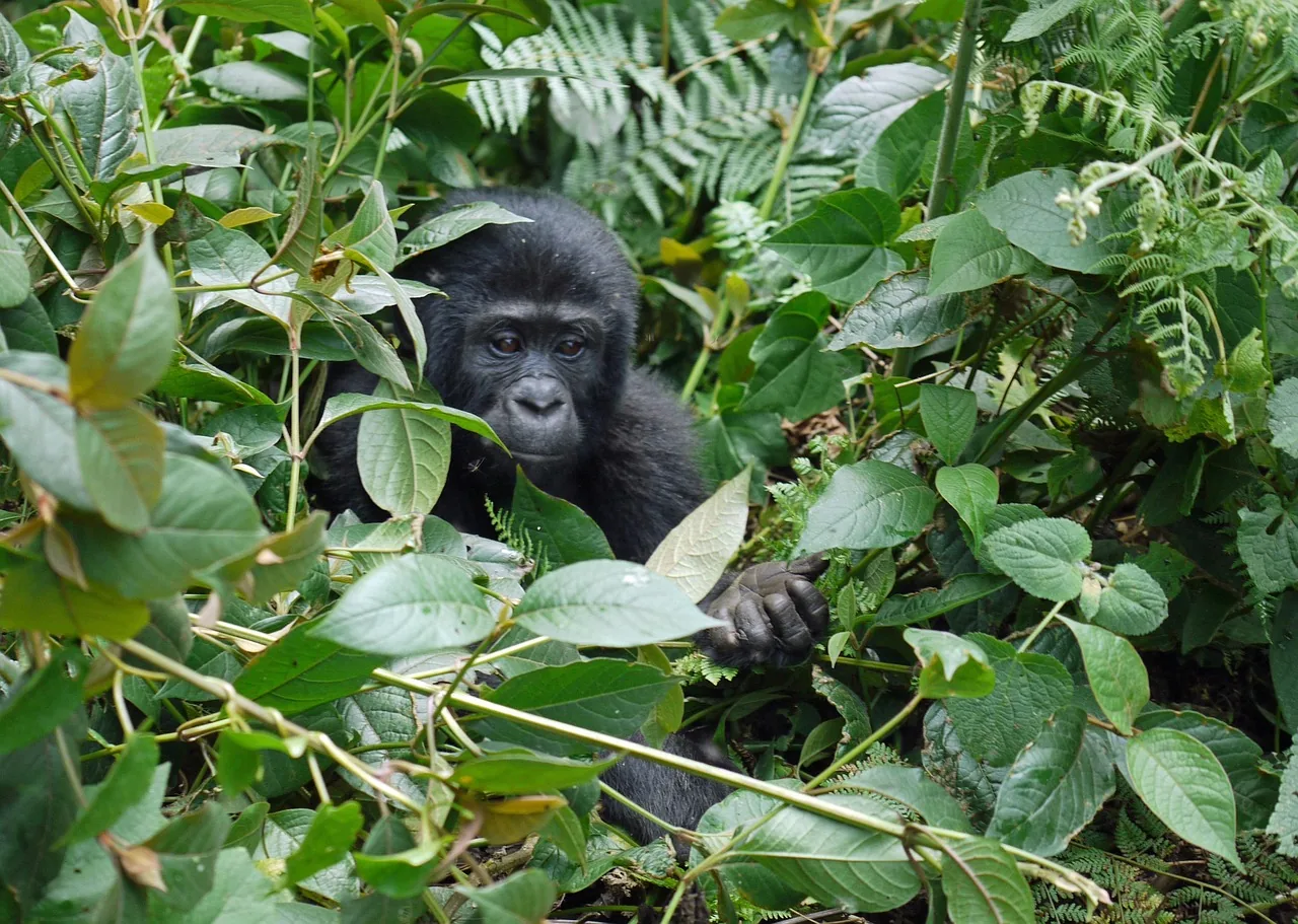 1-Day Bwindi Impenetrable Gorilla Trek - Rwanda safari hero photo