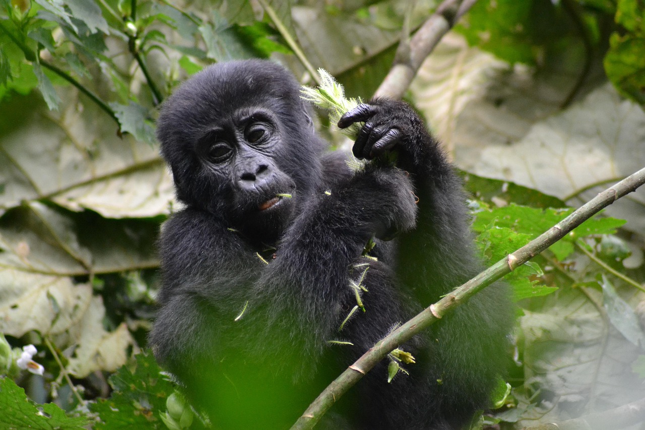 1-Day Bwindi Impenetrable Gorilla Trek - Rwanda safari gallery image