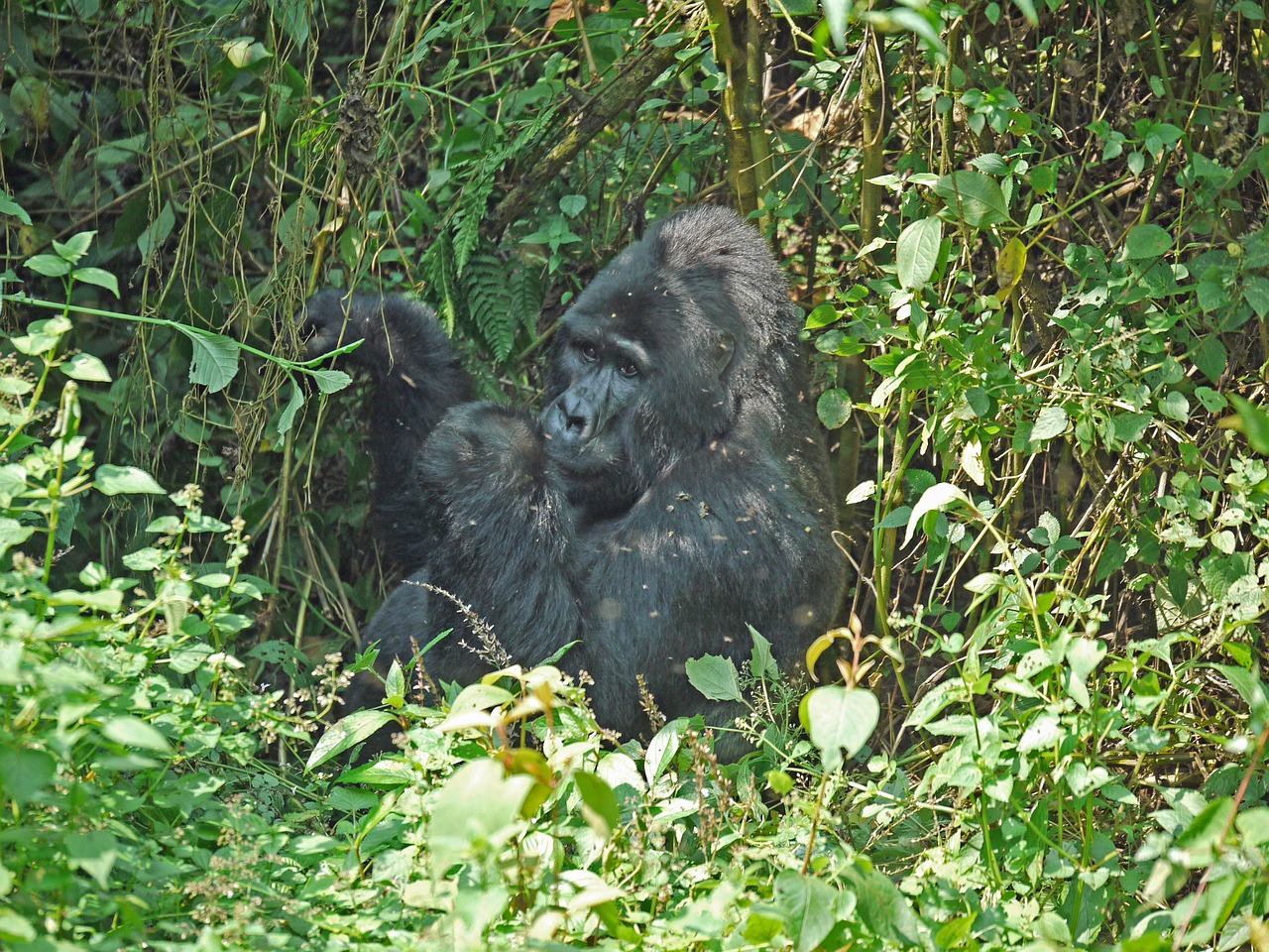 1-Day Bwindi Impenetrable Gorilla Trek - Rwanda safari gallery image