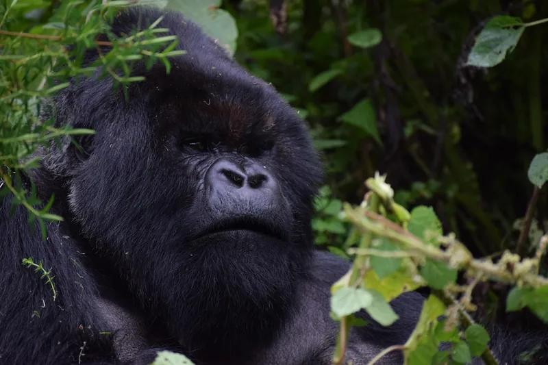 1-Day Rwanda Gorilla Trekking Volcanoes National Park - Rwanda safari gallery image