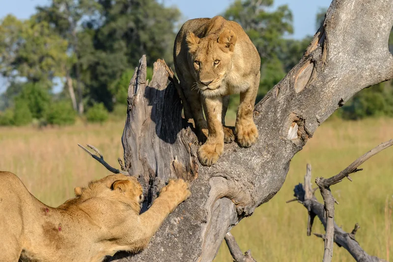 2-Day Wonderful Journey Tarangire & Ngorongoro - Tanzania safari gallery image