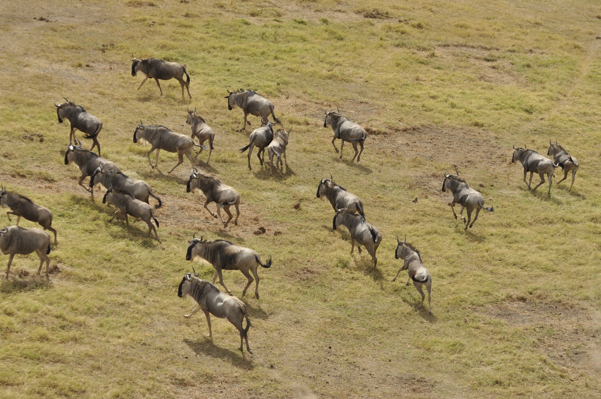 1-Day Trip Wildlife & Walking Safari to Arusha National Park gallery image