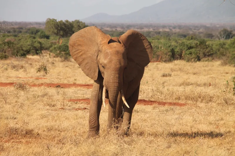 2-Day Amboseli Kilimanjaro Adventure gallery image