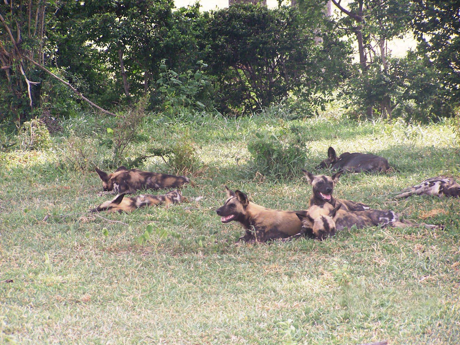 4 Days Saadani NP & Nyerere NP by Jeep from Bagamoyo