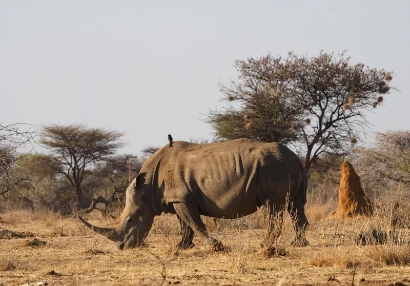 7 Days Mkomazi, Usambara, Saadan and Beach Relaxation - Tanzania safari