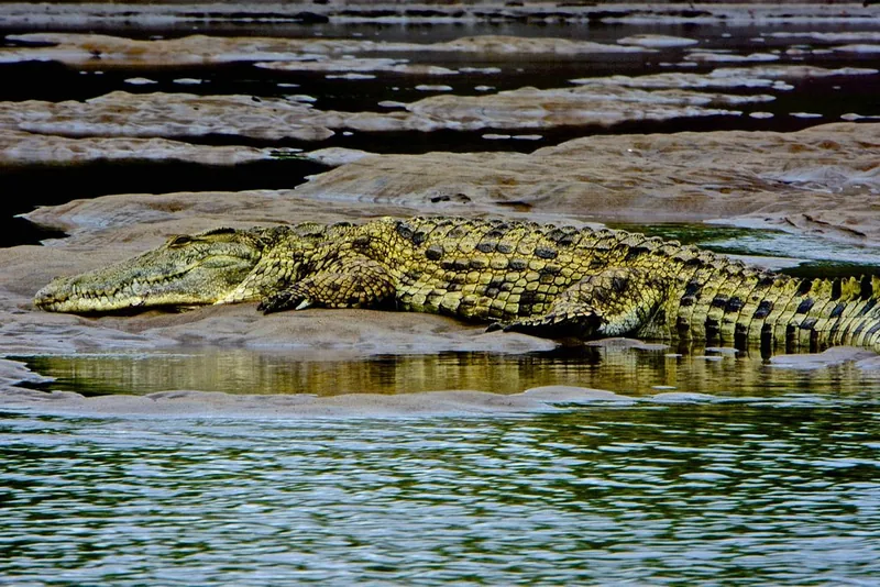 2 Days Saadani National Park from Dar Es Salaam