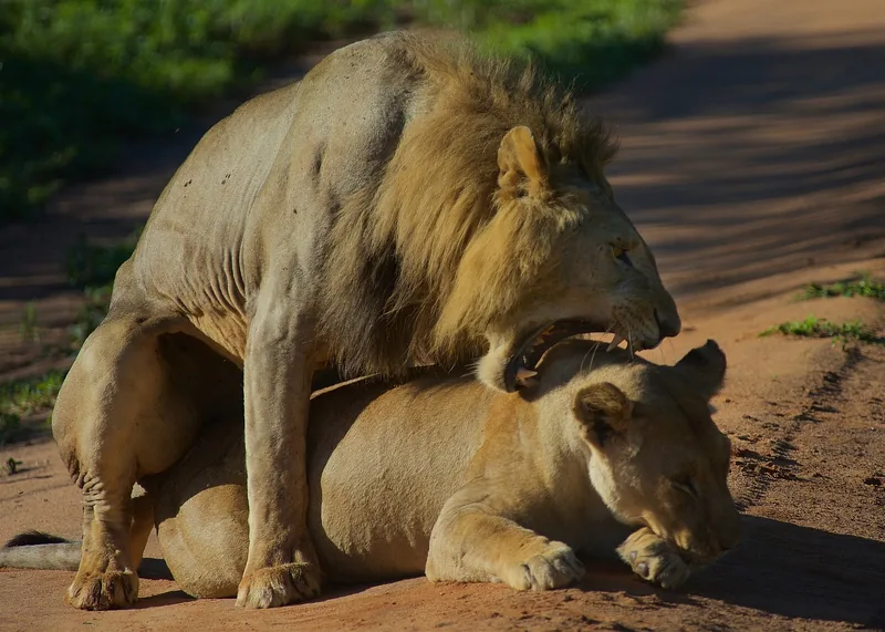 2 Days Saadani National Park Game Drive & Unique Beaches gallery image