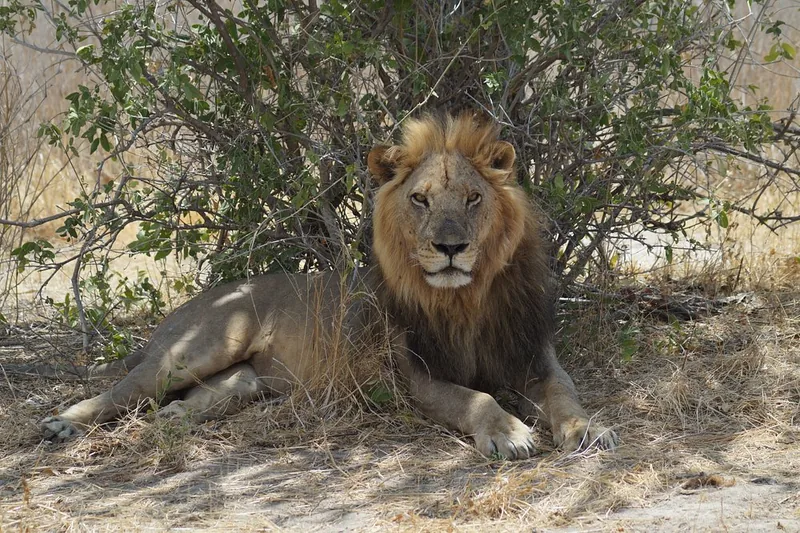 1 Day Trip Safari to Ruaha National Park from Iringa