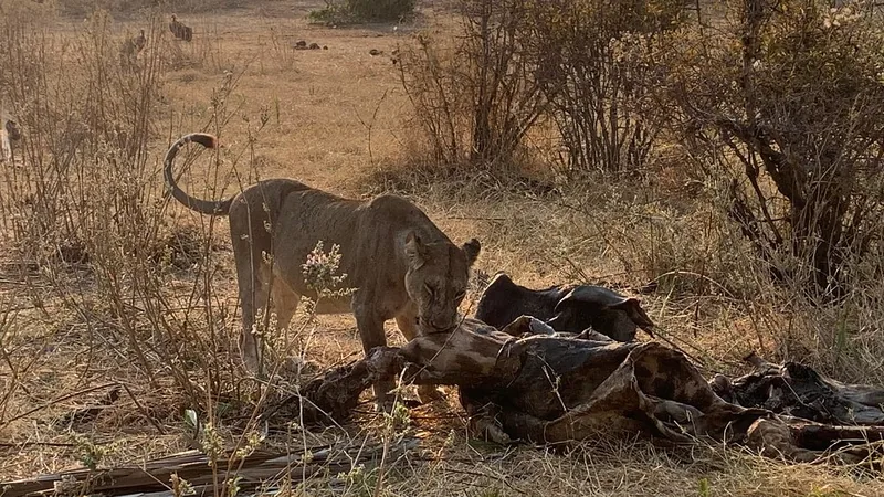 1 Day Day Trip to Ruaha National Park Things to do