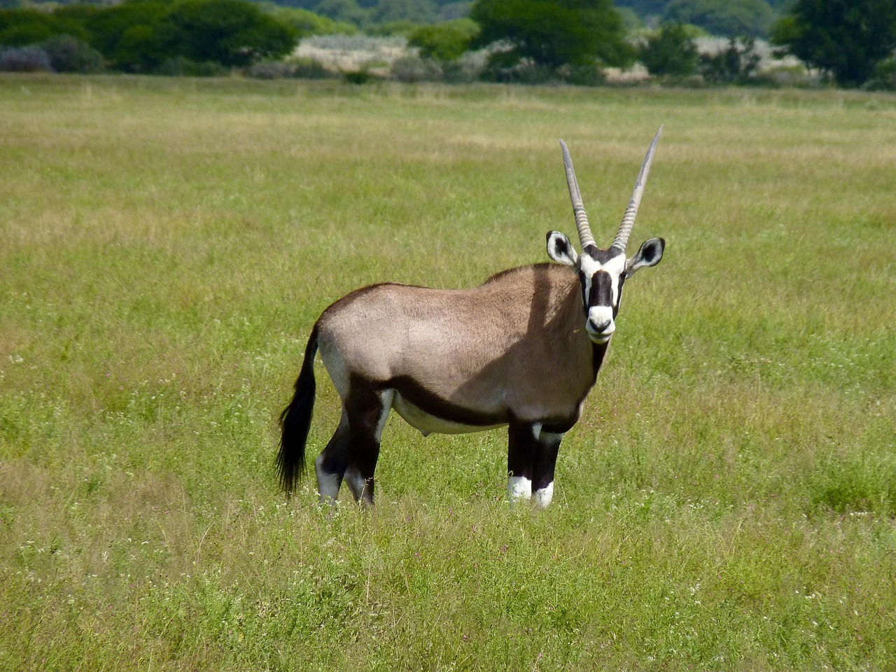 11 Days  Botswana Eagle Group Camping Safari gallery image