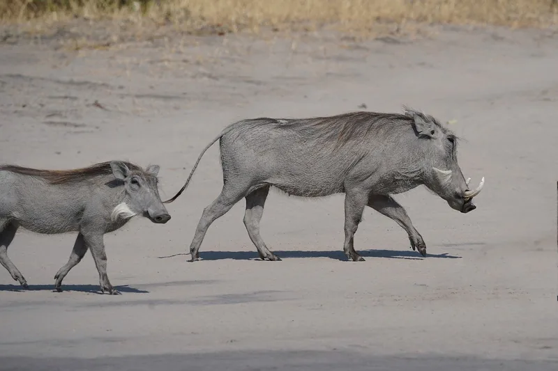 11 Days  Botswana Eagle Group Camping Safari gallery image