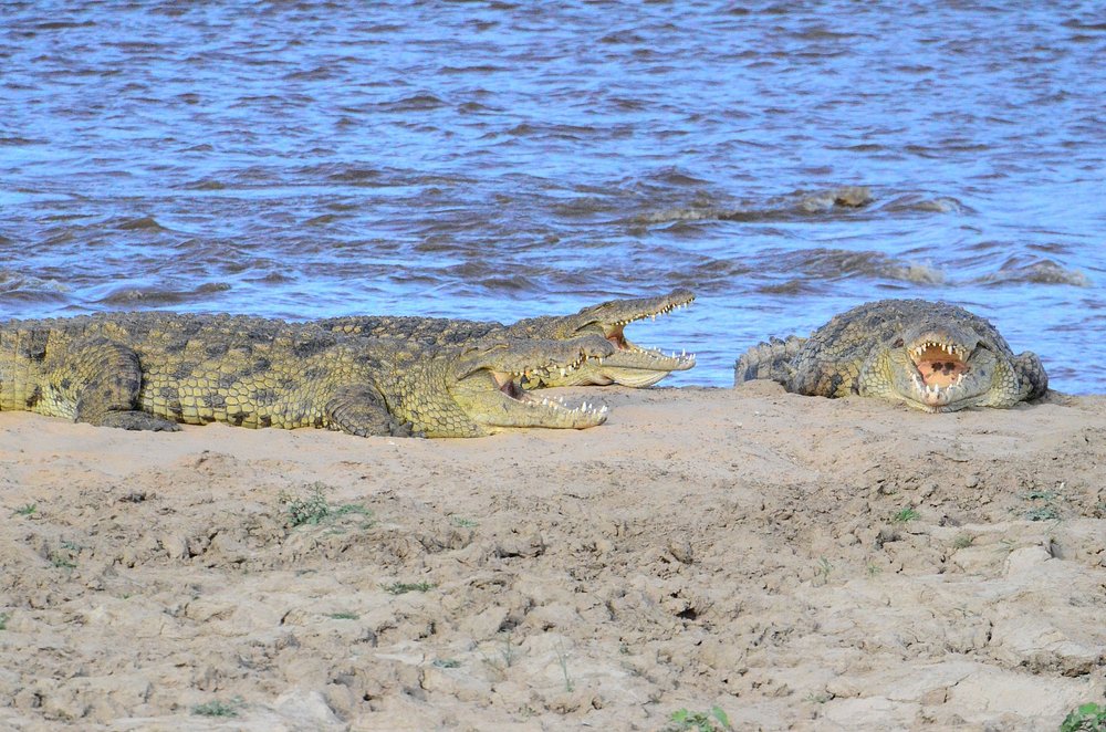 8-Day Ultimate Great Migration Safari and Zanzibar Beach Escape Tanzania