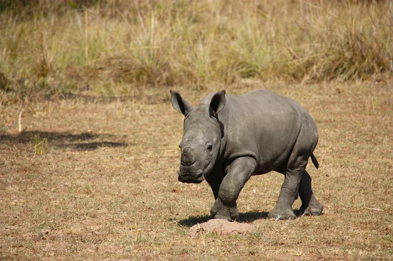 8-Day Ultimate Great Migration Safari and Zanzibar Beach Escape Tanzania gallery image