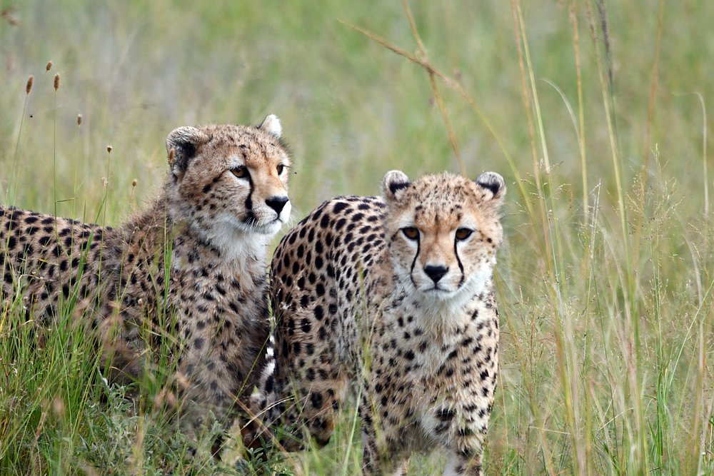 4-Day Mid-range Fly-In Great Migration Safari in Ndutu Tanzania gallery image