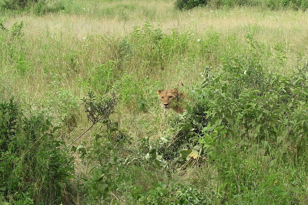 4-Day Mid-range Fly-In Great Migration Safari in Ndutu Tanzania gallery image