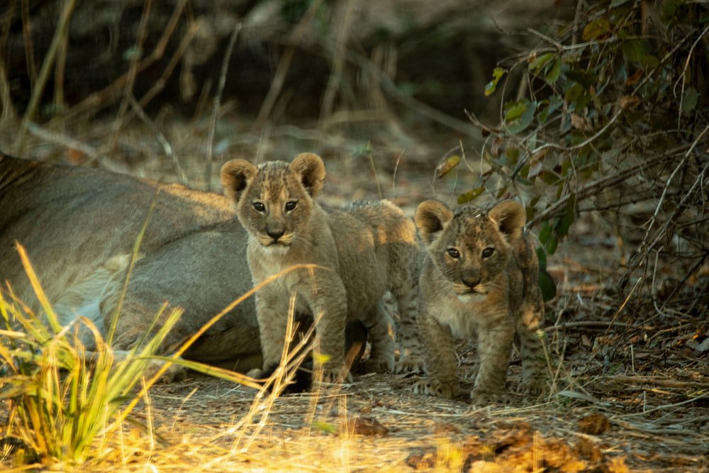 9-Day Serengeti Great Migration Safari: Witness Africa's Greatest Wildlife Spectacle gallery image
