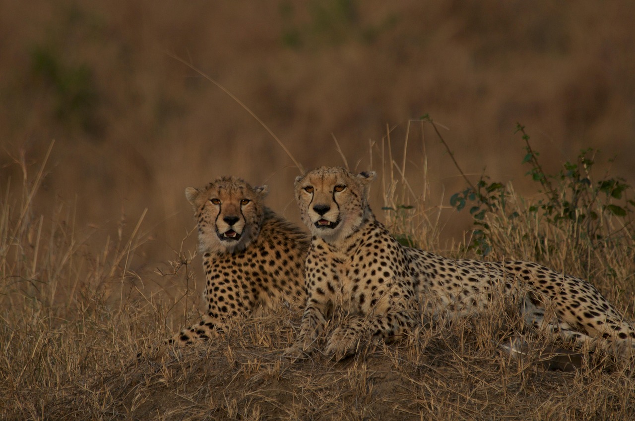 9-Day Serengeti Great Migration Safari: Witness Africa's Greatest Wildlife Spectacle gallery image