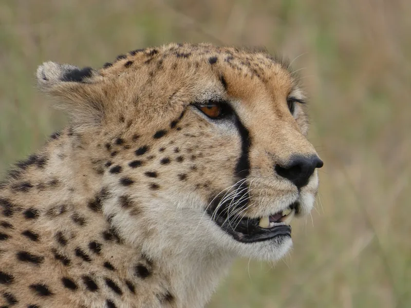 13 Days Great Migration Tanzania + Zanzibar Beach Safari - Tanzania safari