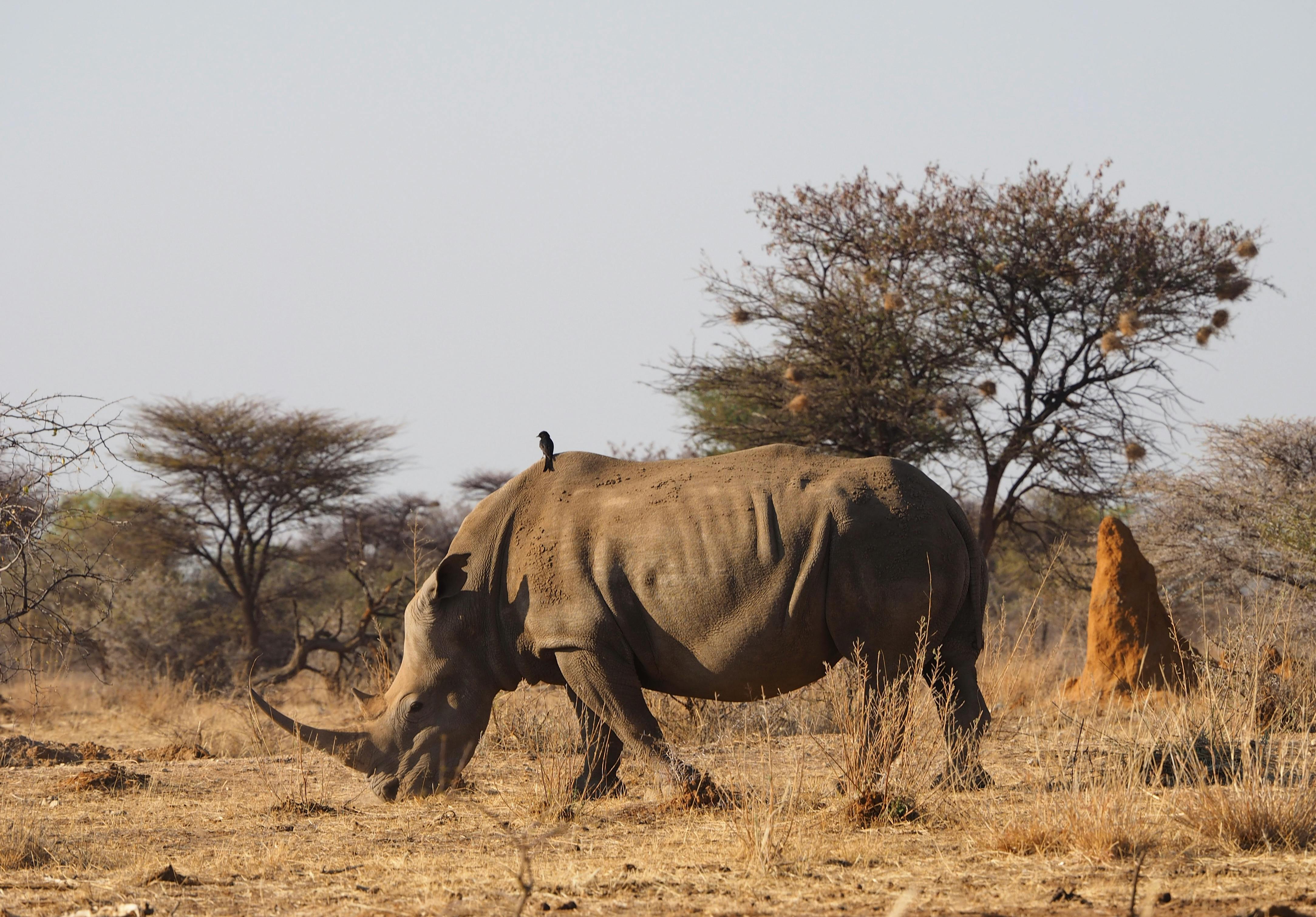 15 Days From Home of Black Rhinos to Mountain of God - Tanzania safari gallery image