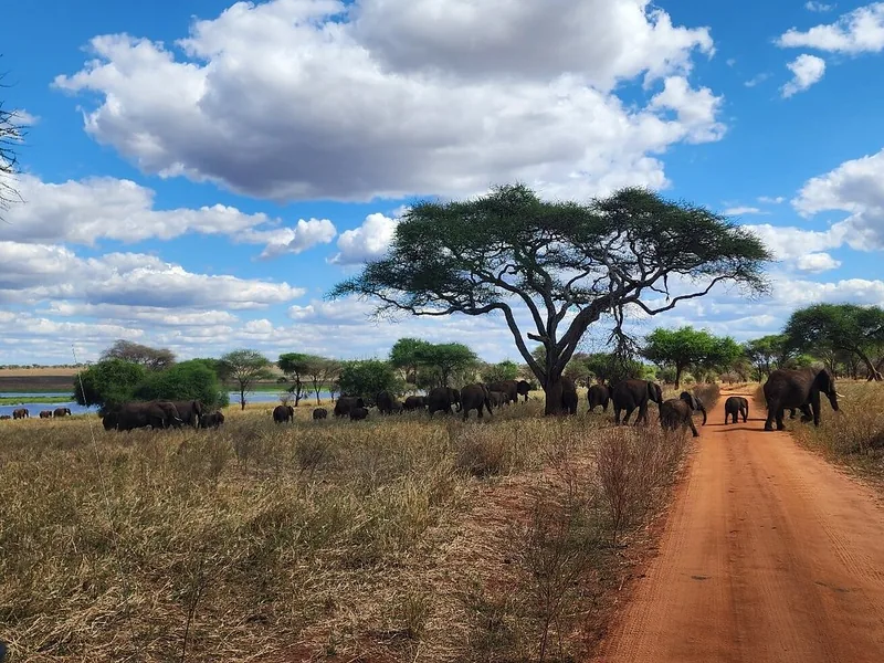 2 Days Explore Tarangire and Lake Manyara National Park - Tanzania safari gallery image