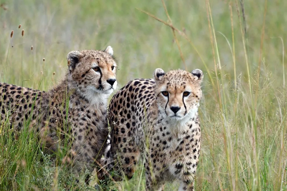 2 Days Luxury Trip - Zanzibar to Serengeti & Ngorongoro hero photo