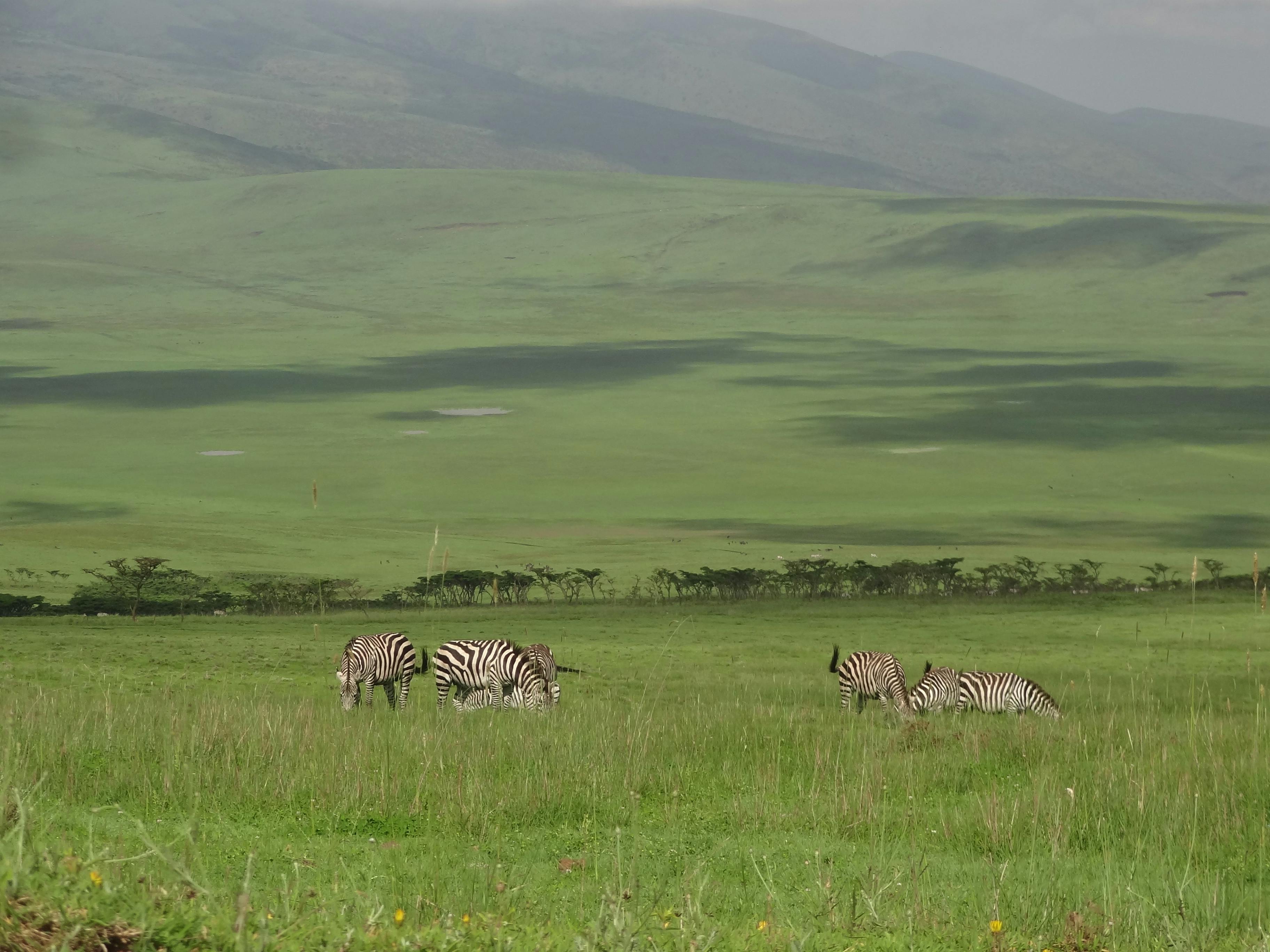 2 Days Luxury Trip - Zanzibar to Serengeti & Ngorongoro gallery image