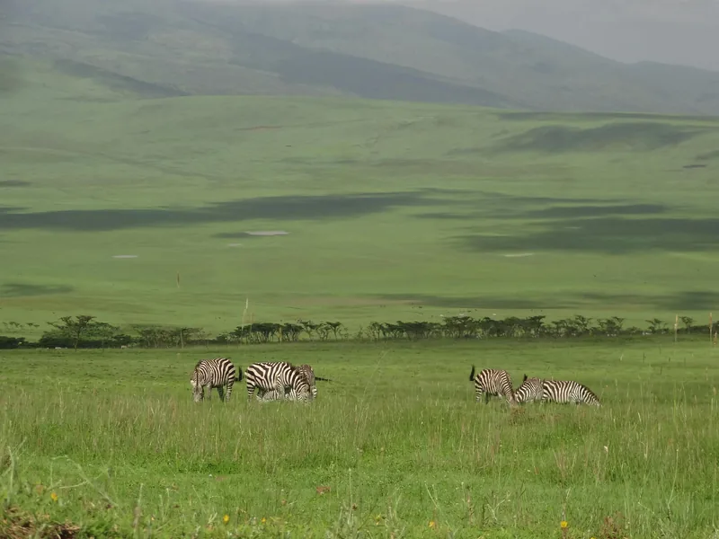 2 Days Luxury Trip - Zanzibar to Serengeti & Ngorongoro gallery image