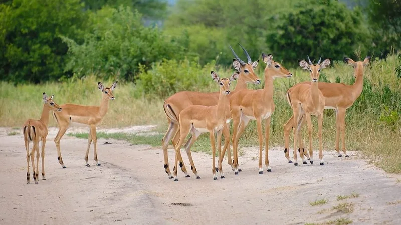 2 Days Tarangire & Ngorongoro Crater Budget Lodge - Tanzania safari gallery image
