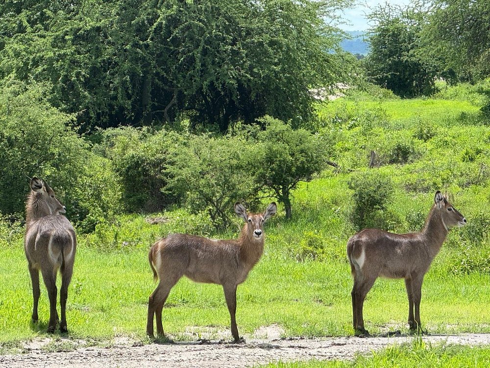 2 Days Tarangire & Ngorongoro Crater Budget Lodge - Tanzania safari gallery image