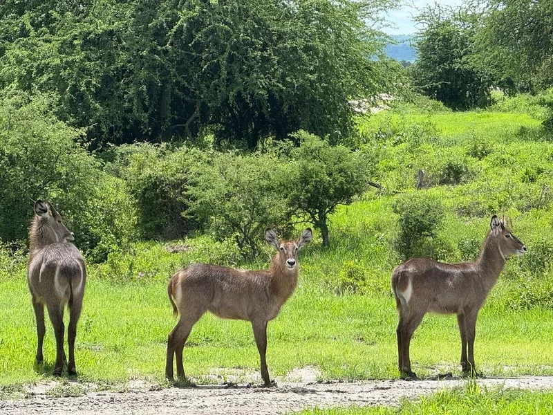 2 Days Tarangire & Ngorongoro Crater Budget Lodge - Tanzania safari gallery image