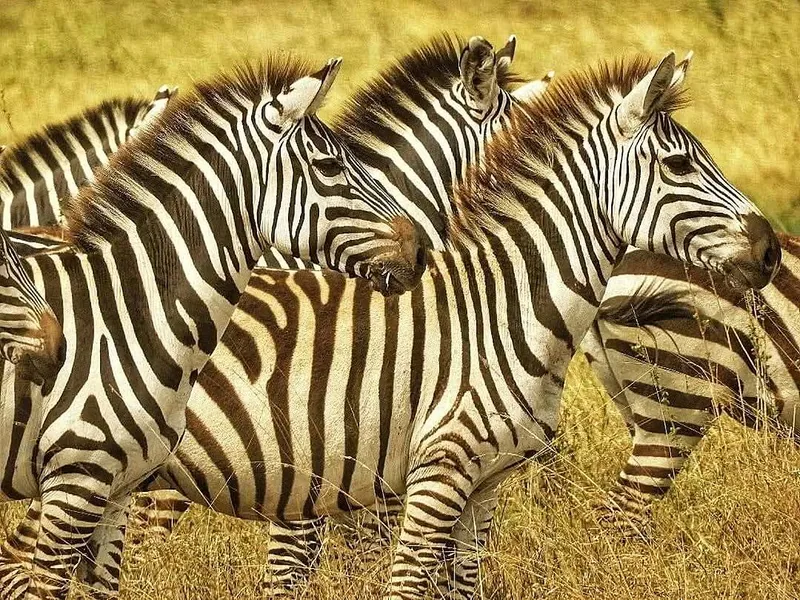 2 Days Safari to Tarangire and Ngorongoro - Tanzania safari