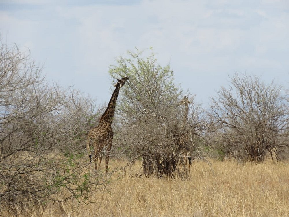 2 Days Safari to Tarangire and Ngorongoro - Tanzania safari gallery image