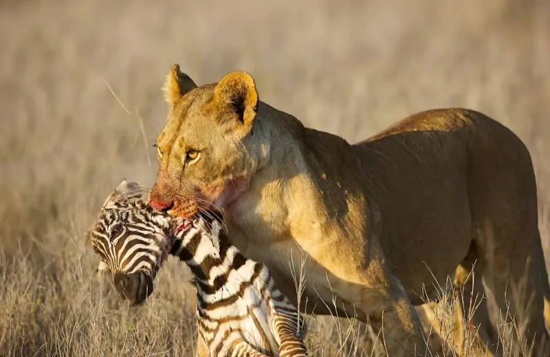 2 Days Mikumi National Park by Train - Tanzania safari